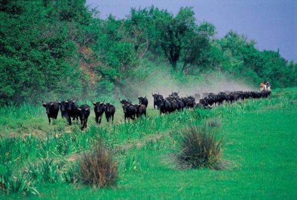 Joli Mazet Provencal De Camargue Villa อาร์ลส์ ภายนอก รูปภาพ