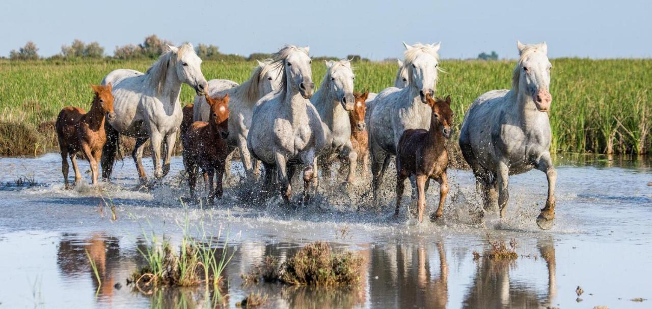 Joli Mazet Provencal De Camargue Villa อาร์ลส์ ภายนอก รูปภาพ